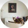 cat_chicago